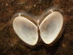 Ameritella agilis