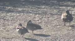 Anas undulata undulata