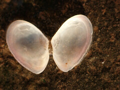 Ameritella agilis