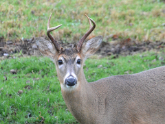 Odocoileus virginianus leucurus