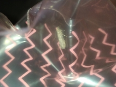 Lepidoptera