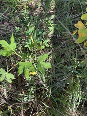 Cnidoscolus aconitifolius