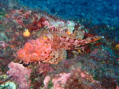 Scorpaena scrofa