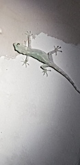 Gekko