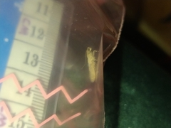 Lepidoptera