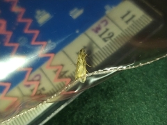 Lepidoptera