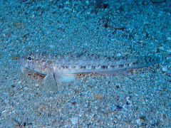 Gobius geniporus
