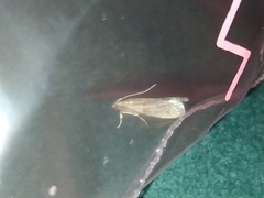 Lepidoptera