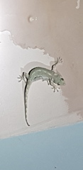 Gekko hokouensis