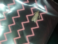 Lepidoptera