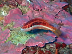 Symphodus doderleini