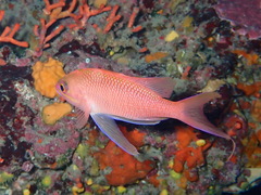 Anthias anthias
