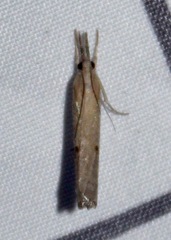 Fissicrambus mutabilis