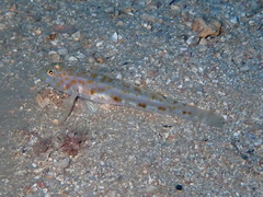 Thorogobius macrolepis