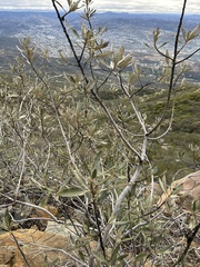 Eriodictyon trichocalyx lanatum