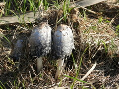 Coprinus comatus