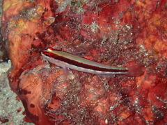 Gobius vittatus
