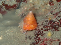 Pagurus prideaux