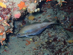 Trisopterus capelanus