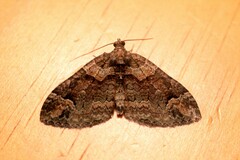 Catarhoe basochesiata