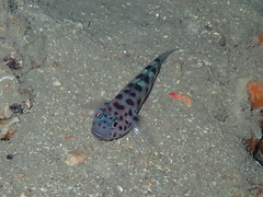 Thorogobius ephippiatus