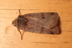 Cerastis faceta