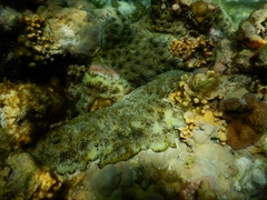 Acanthastrea
