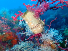 Scyliorhinus stellaris