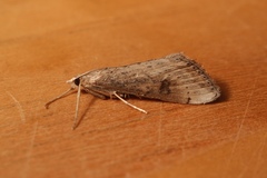 Evergestis isatidalis