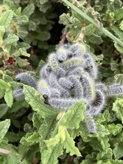 Thaumetopoea herculeana