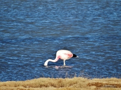 Phoenicoparrus andinus