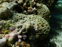 Acanthastrea
