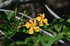 Tocoyena formosa