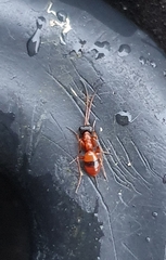 Gelis melanocephalus