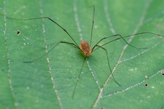 Leiobunum bracchiolum