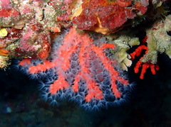 Corallium rubrum