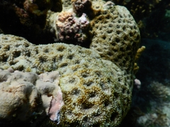 Acanthastrea