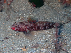 Gobius cruentatus
