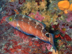 Symphodus mediterraneus
