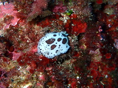 Peltodoris atromaculata