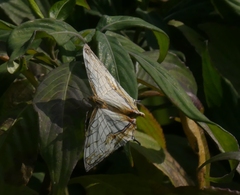 Cyrestis thyodamas indica