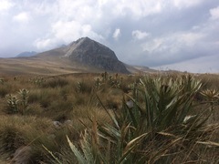 Eryngium proteiflorum