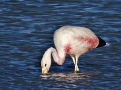 Phoenicoparrus andinus