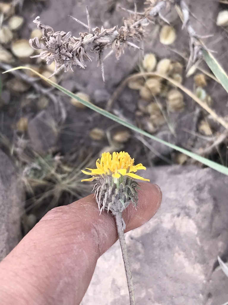 Haplopappus schumannii
