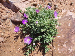 Drosanthemum
