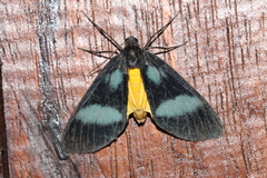 Lobocraspeda latefascia