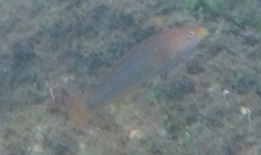 Halichoeres dispilus