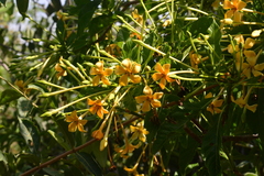 Tocoyena formosa