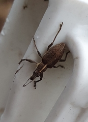 Charagmus gressorius