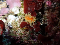 Balanophyllia regia